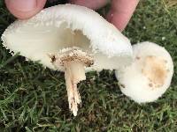 Chlorophyllum molybdites image