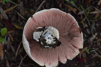 Agaricus xanthodermus image