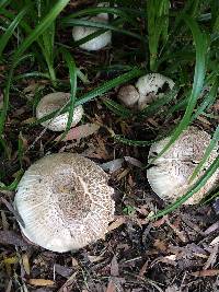 Agaricus xanthodermus image