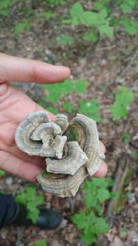 Trametes versicolor image