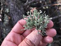 Ramalina leptocarpha image