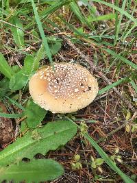 Amanita pantherina image