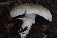 Agaricus xanthodermus image