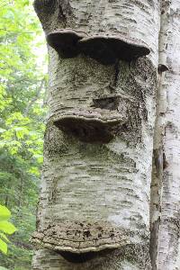 Fomitopsis pinicola image