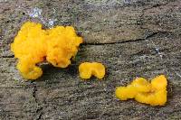 Tremella mesenterica image