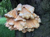 Laetiporus sulphureus image