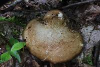 Piptoporus betulinus image