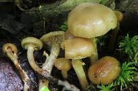 Kuehneromyces marginellus image