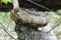 Phellinus igniarius image