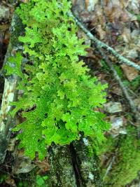 Lobaria pulmonaria image