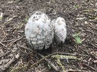 Coprinus comatus image