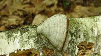 Fomes fomentarius image