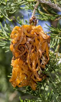 Gymnosporangium juniperi-virginianae image