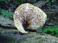 Polyporus squamosus image