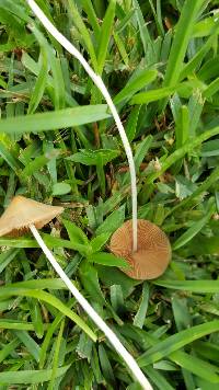 Conocybe apala image