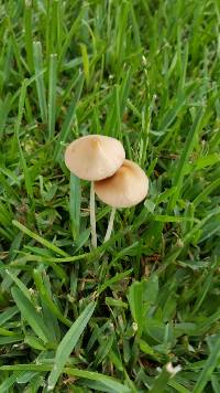 Conocybe apala image