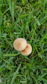 Conocybe apala image