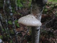 Piptoporus betulinus image