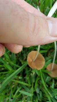 Conocybe apala image