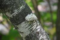 Fomitopsis betulina image