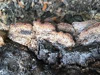 Phellinus gilvus image