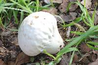 Calvatia craniiformis image