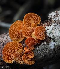 Favolaschia calocera image