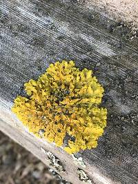 Xanthoria parietina var. parietina image