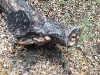 Phellinus gilvus image