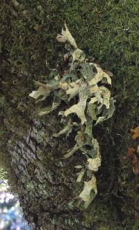 Lobaria pulmonaria image