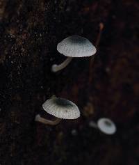 Mycena interrupta image