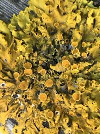 Xanthoria parietina var. parietina image