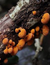 Favolaschia calocera image