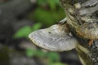 Fomitopsis betulina image