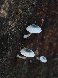 Mycena interrupta image