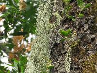 Ramalina menziesii image