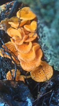 Favolaschia calocera image