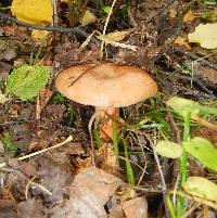 Lactarius deliciosus image