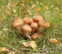 Armillaria mellea image