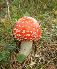 Amanita muscaria image