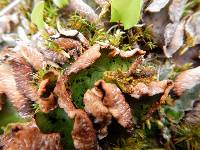 Peltigera leucophlebia image