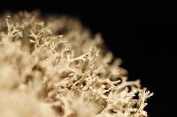 Cladonia mitis image