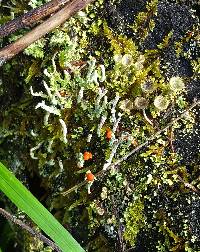 Cladonia macilenta image