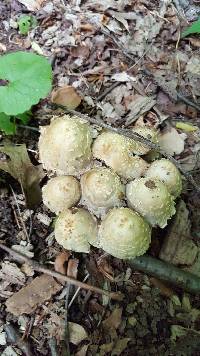 Coprinopsis variegata image