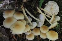 Image of Agaricus familia