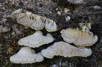 Schizophyllum commune image