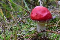 Amanita muscaria image