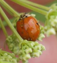 Hesperomyces virescens image