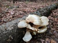 Pleurotus populinus image