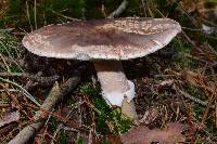 Amanita rubescens image